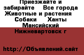 Приезжайте и забирайте. - Все города Животные и растения » Собаки   . Ханты-Мансийский,Нижневартовск г.